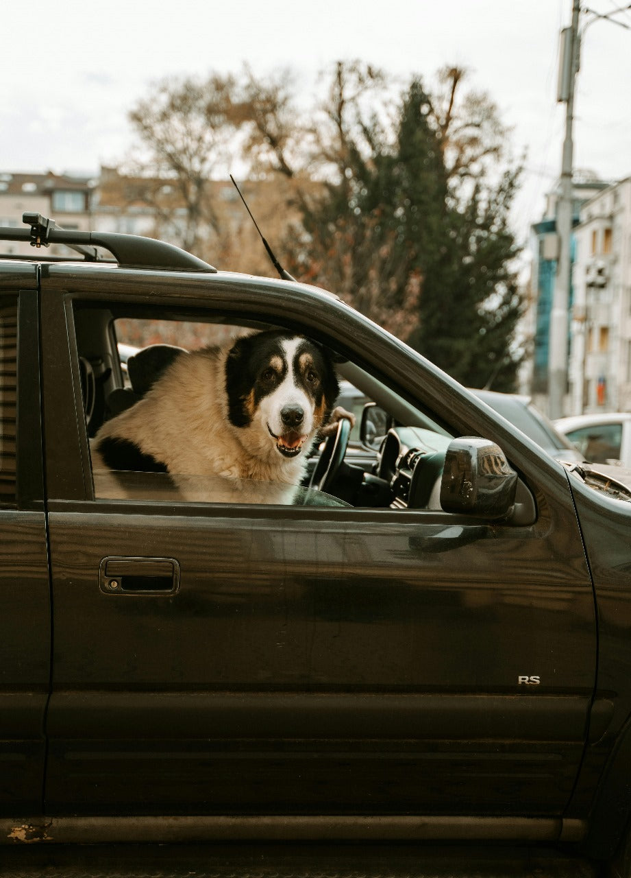 How to have a trip with pet