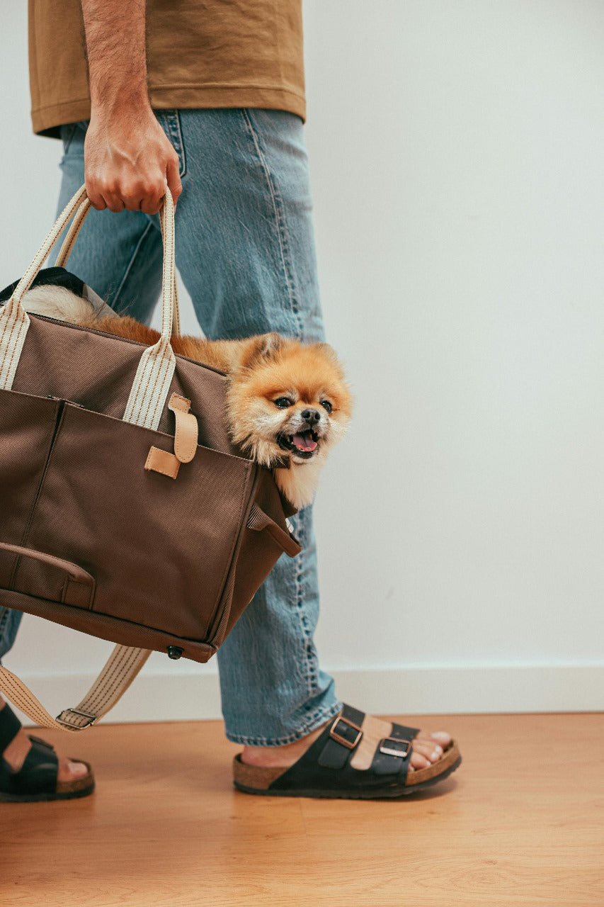 How to Bring Your Cat When You Move Abroad