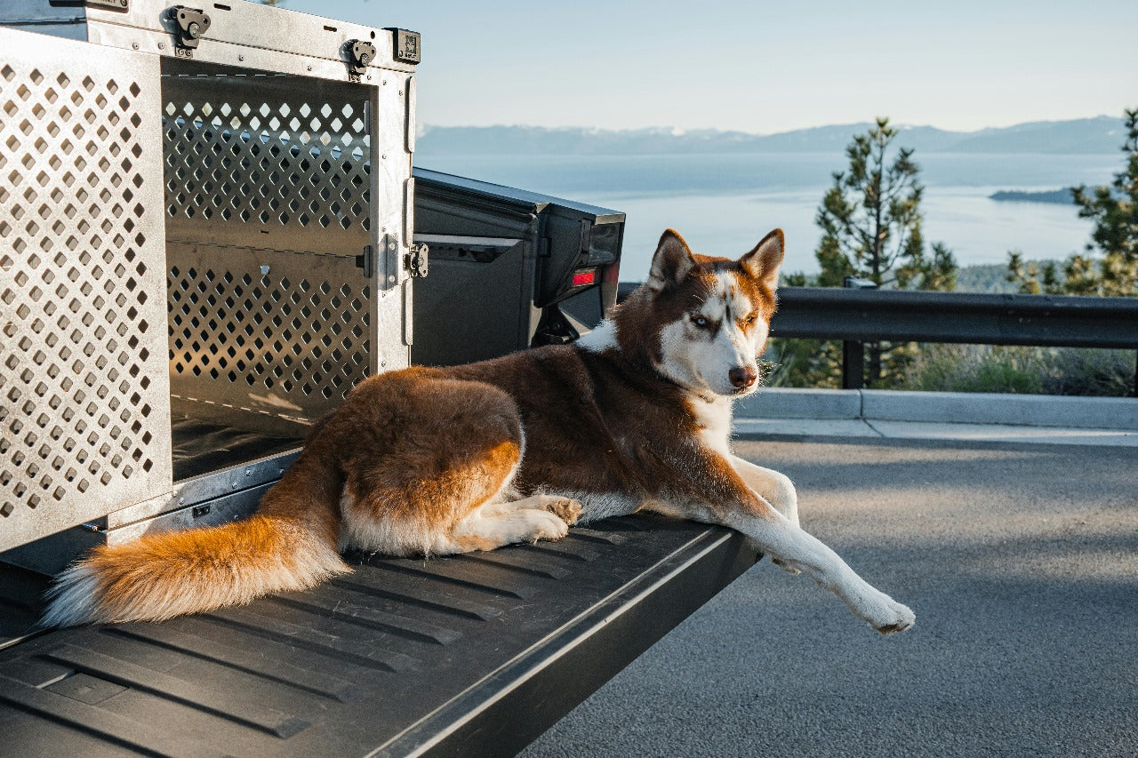 Important Things to Consider before travel with pet